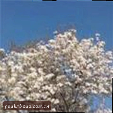 赵敏